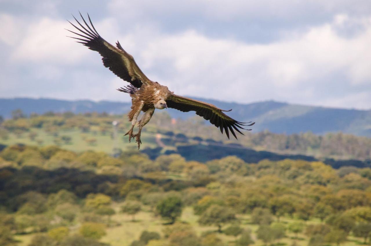 Alojamiento La Canada Monfrague Torrejón el Rubio Buitenkant foto